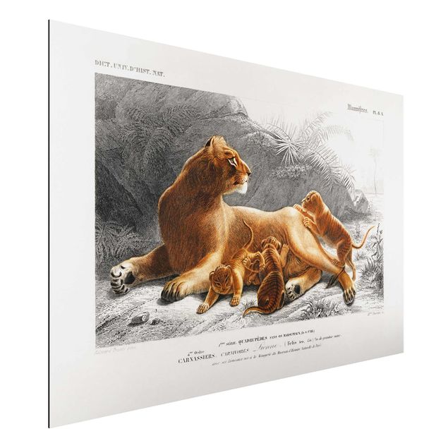 Aluminium Dibond schilderijen Vintage Board Lioness And Lion Cubs