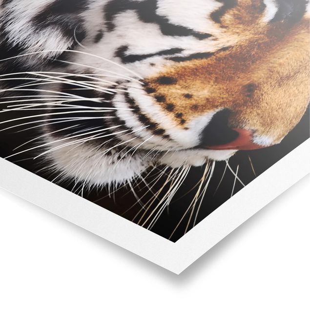Posters Tiger Beauty
