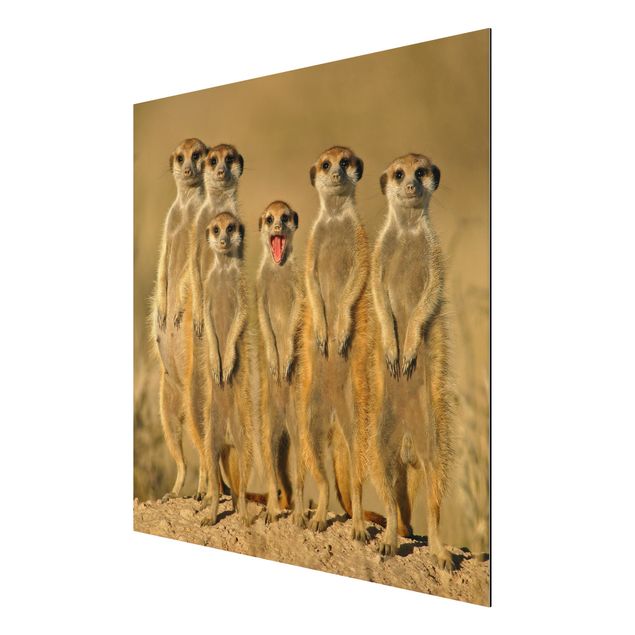 Aluminium Dibond schilderijen Meerkat Family