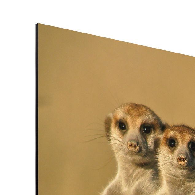 Aluminium Dibond schilderijen Meerkat Family