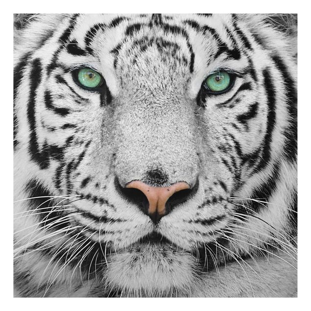Aluminium Dibond schilderijen White Tiger
