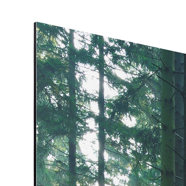Aluminium Dibond schilderijen Enlightened Forest