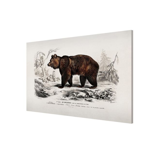 Magneetborden Vintage Board Brown Bear