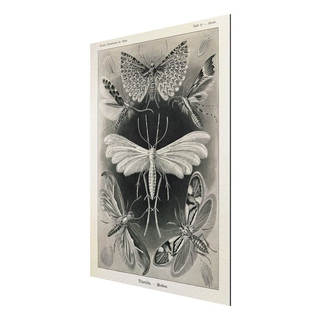 Aluminium Dibond schilderijen Vintage Board Moths And Butterflies