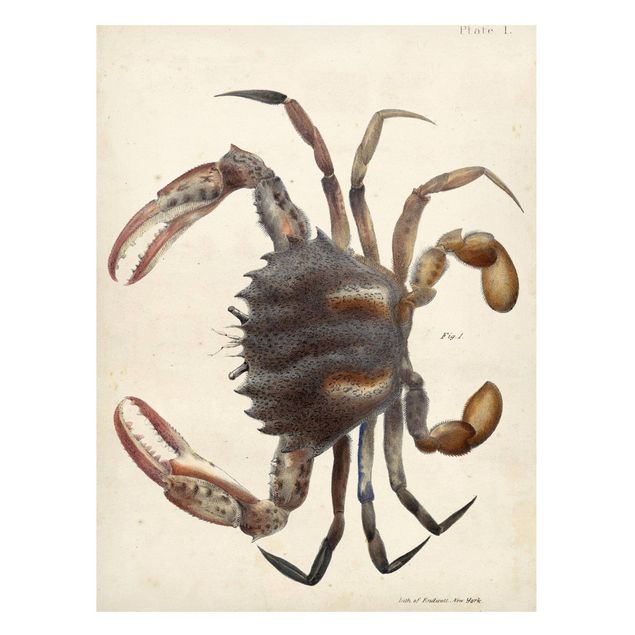 Magneetborden Vintage Illustration Crab