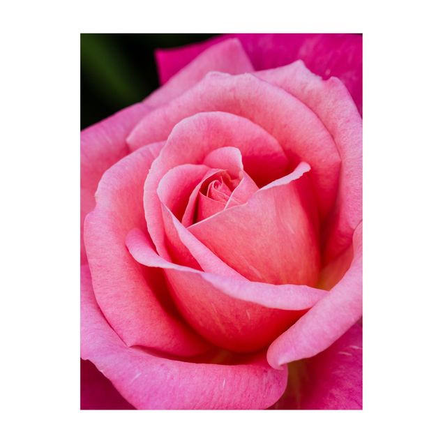 Vloerkleed fuchsia Pink Rose Flowers Green Backdrop