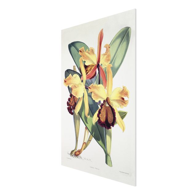 Forex schilderijen Walter Hood Fitch - Orchid