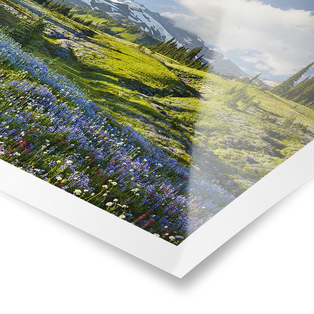 Posters - Mountain Meadow With Blue Flowers in Front of Mt. Rainier