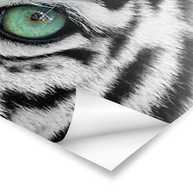 Posters White Tiger