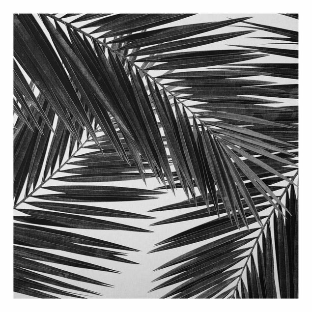 Aluminium Dibond schilderijen View Through Palm Leaves Black And White