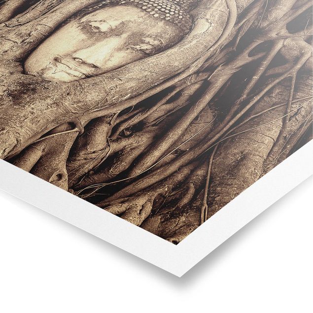 Posters Buddha In Ayutthaya Lined From Tree Roots In Brown