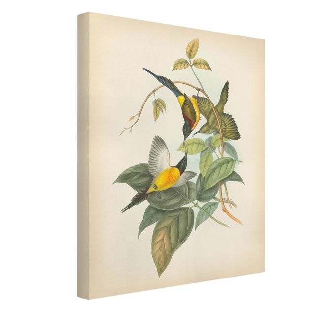 Canvas schilderijen Vintage Illustration Tropical Birds IV