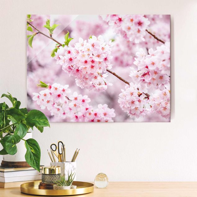 Magnettafel Glas Japanese Cherry Blossoms