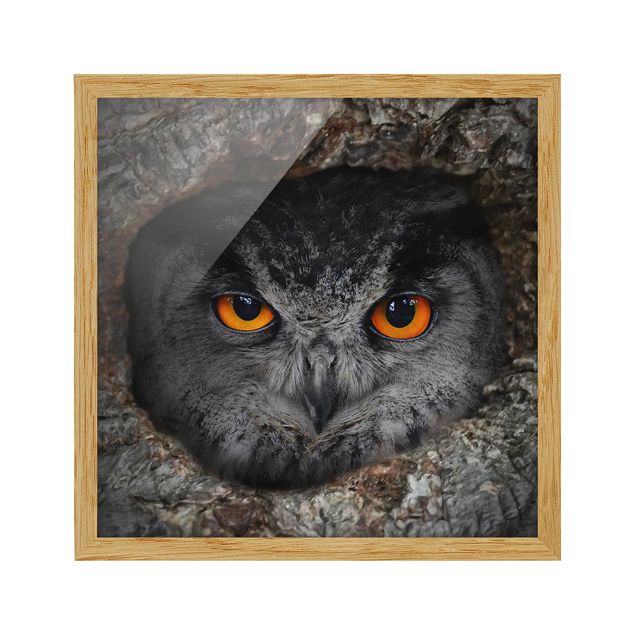 Ingelijste posters Watching Owl