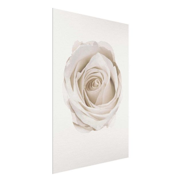Glasschilderijen WaterColours - Pretty White Rose