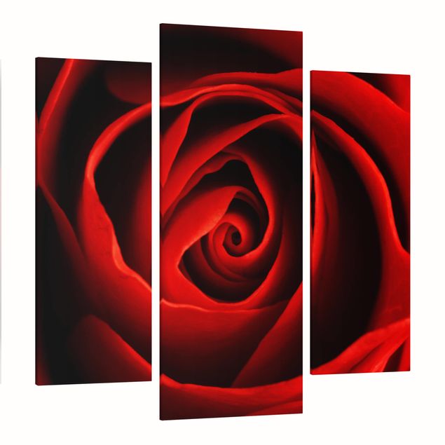 Canvas schilderijen - 3-delig Lovely Rose