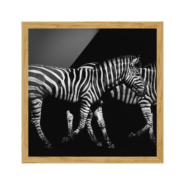 Ingelijste posters Zebra In The Dark