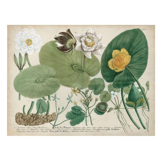 Canvas schilderijen Vintage Board White Water-Lily