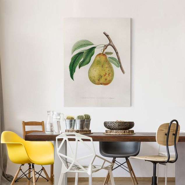 Canvas schilderijen Botany Vintage Illustration Yellow Pear