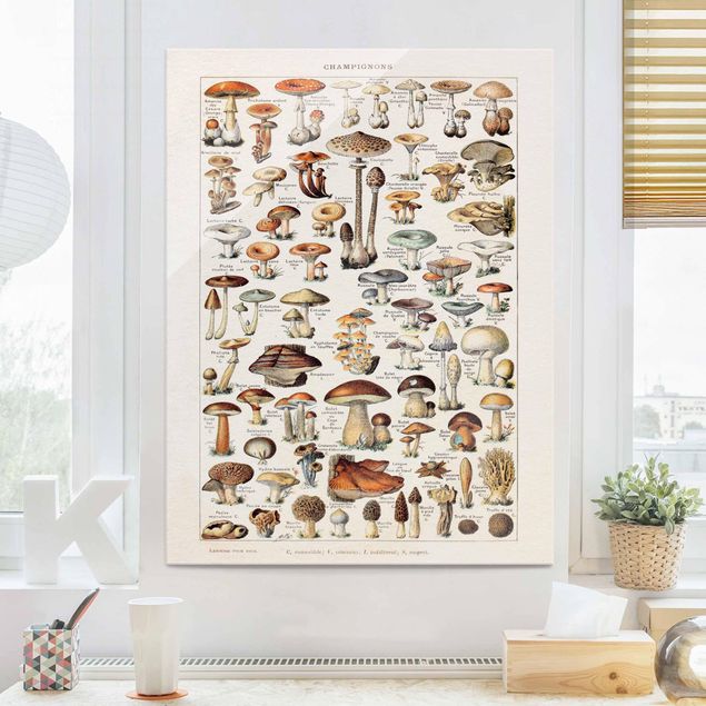 Glas Magnetboard Vintage Board Mushrooms