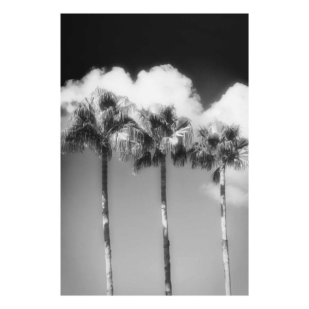 Glasschilderijen Palm Trees Against The Sky Black And White