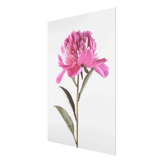 Glasschilderijen Blooming Peony Pink On White