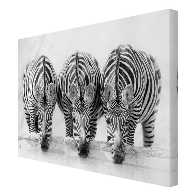 Canvas schilderijen Zebra Trio In Black And White