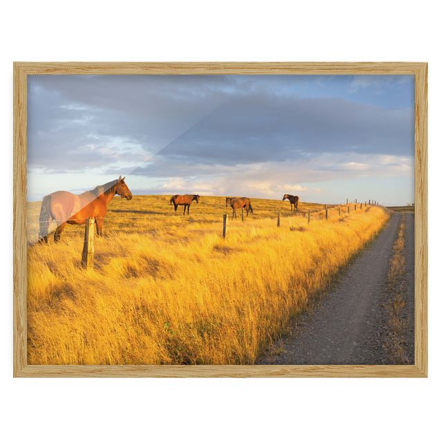Ingelijste posters Field Road And Horse In Evening Sun