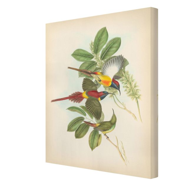 Canvas schilderijen Vintage Illustration Tropical Birds III