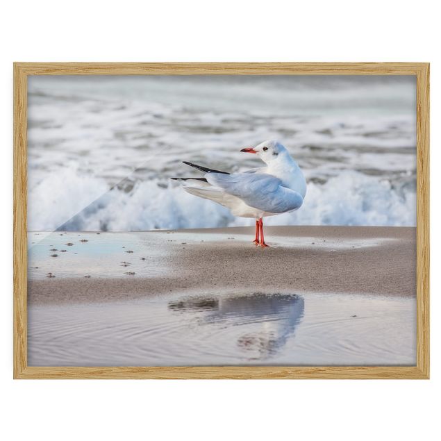 Ingelijste posters Seagull On The Beach In Front Of The Sea