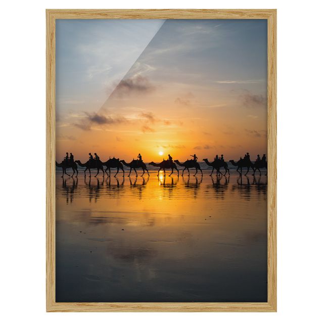 Ingelijste posters Camels in the sunset