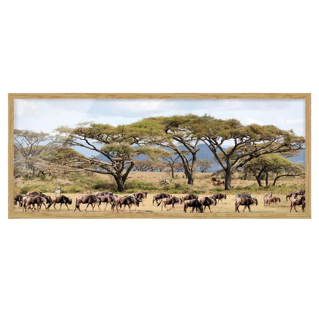 Ingelijste posters Herd Of Wildebeest In The Savannah