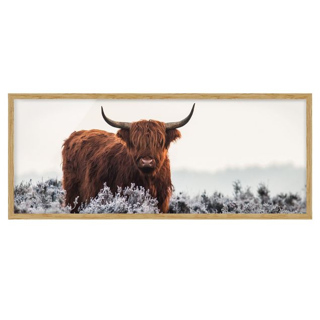 Ingelijste posters Bison In The Highlands