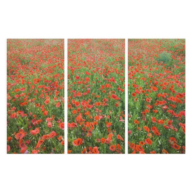 Canvas schilderijen - 3-delig Poppy Field