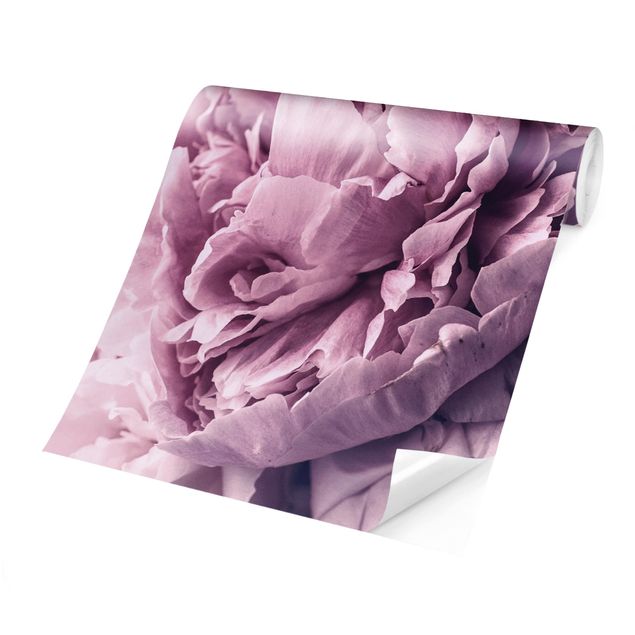 Fotobehang Purple Peony Blossoms