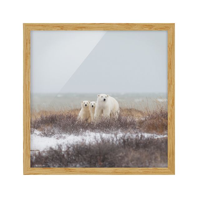 Ingelijste posters Polar Bear And Her Cubs