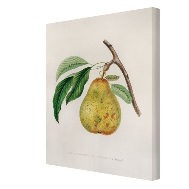 Canvas schilderijen Botany Vintage Illustration Yellow Pear