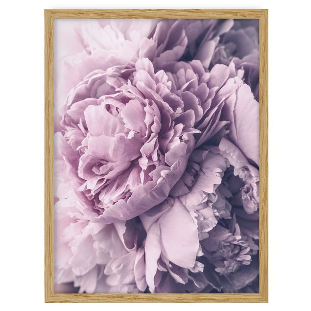 Ingelijste posters Purple Peony Blossoms