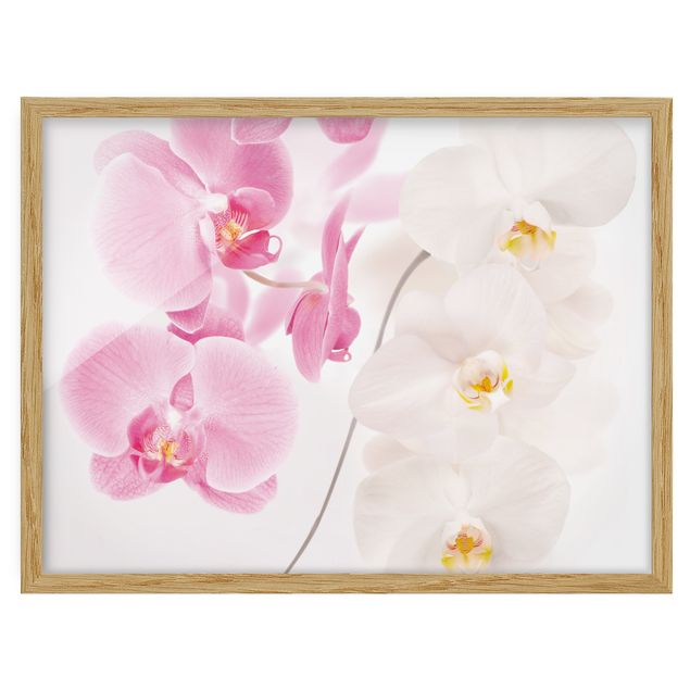 Ingelijste posters Delicate Orchids