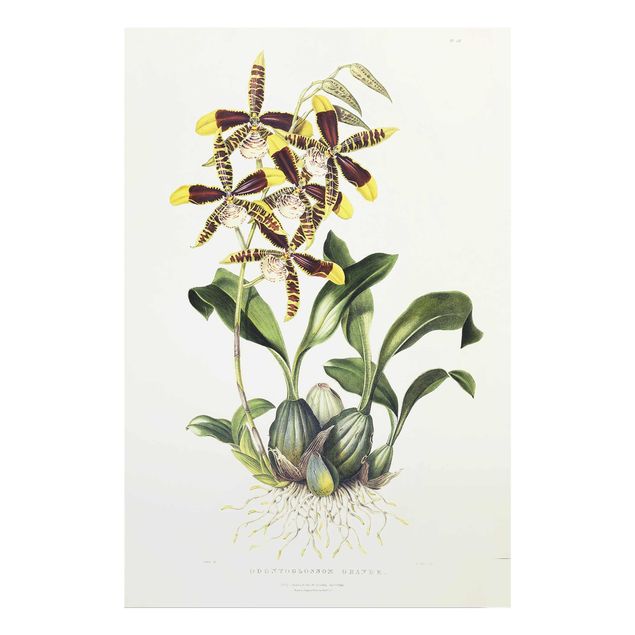 Glasschilderijen Maxim Gauci - Orchid II