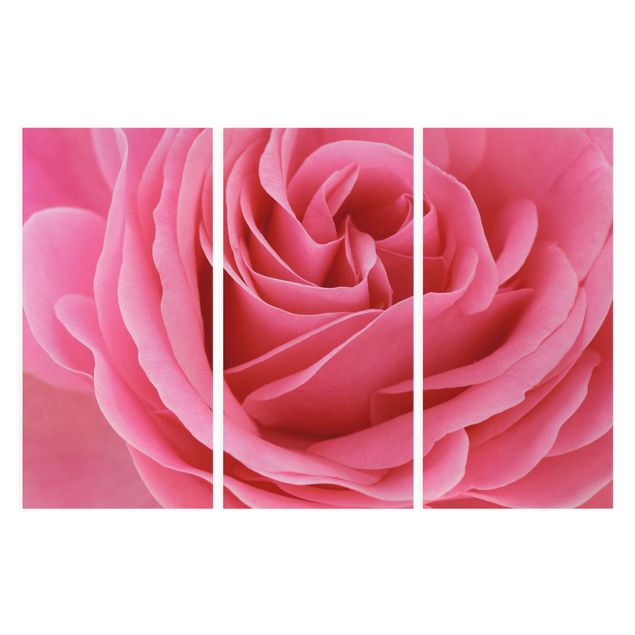 Canvas schilderijen - 3-delig Lustful Pink Rose