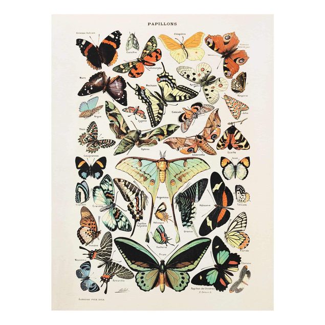 Glasschilderijen Vintage Board Butterflies And Moths
