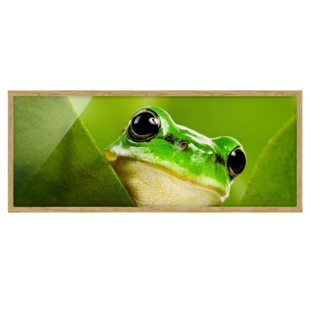 Ingelijste posters Frog