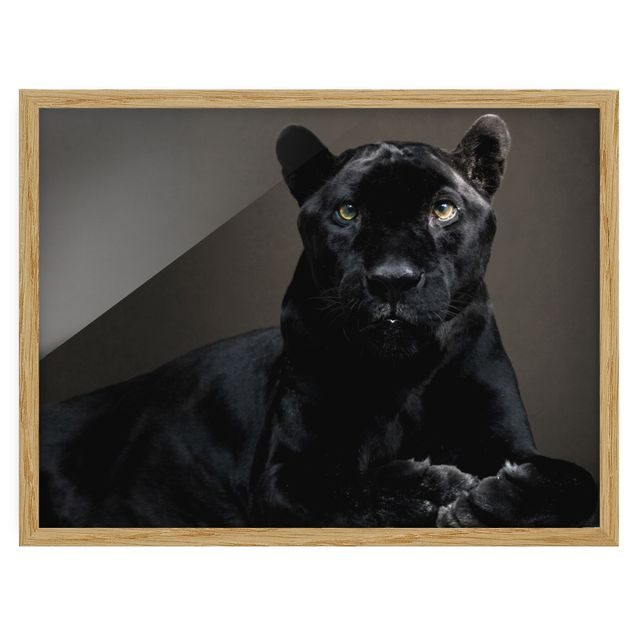 Ingelijste posters Black Puma