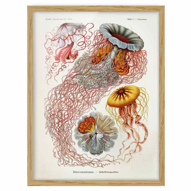 Ingelijste posters Vintage Board Jellyfish