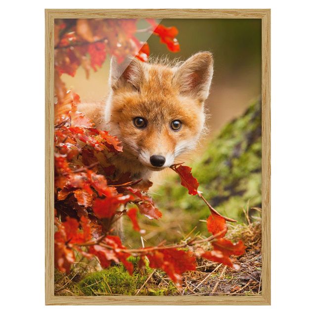 Ingelijste posters Fox In Autumn