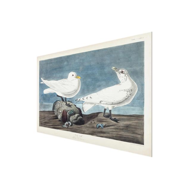Glasschilderijen Vintage Board Ivory Gull