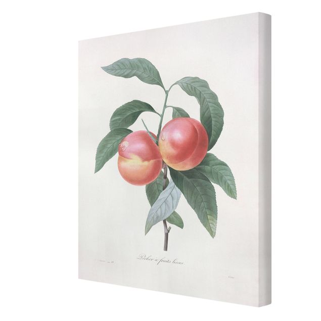 Canvas schilderijen Botany Vintage Illustration Peach