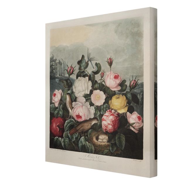 Canvas schilderijen Botany Vintage Illustration Of Roses