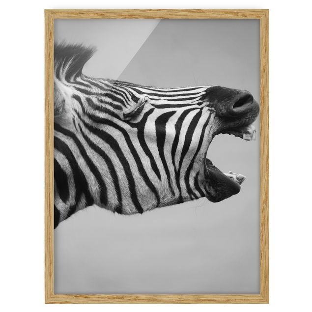 Ingelijste posters Roaring Zebra ll